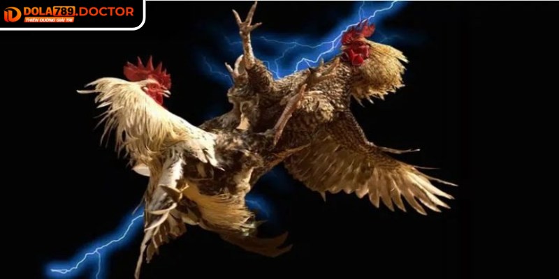 Đá gà 4K DOLA789 có âm thanh sống động và đường truyền mượt mà