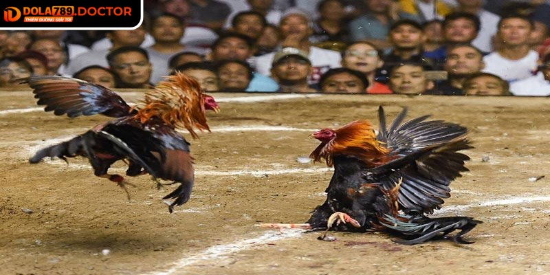 Quan sát kỹ từng chuyển động khi trận đấu bắt đầu