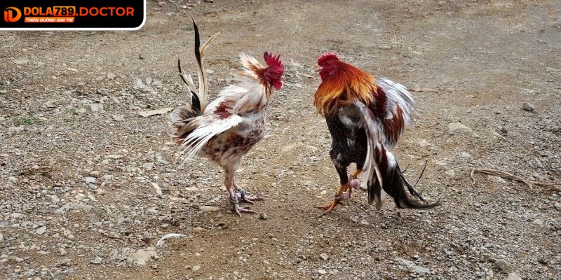 Ưu tiên chọn những trận đấu có thống kê đầy đủ để tránh rủi ro