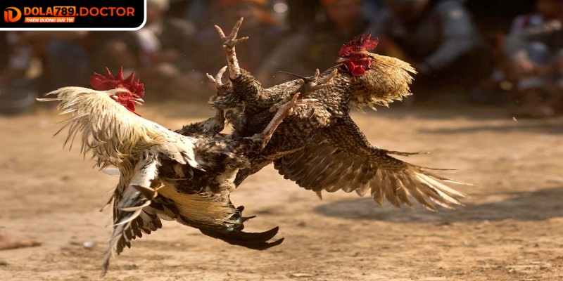 Đa dạng kèo cược giúp tối ưu hóa giá trị vốn bỏ ra