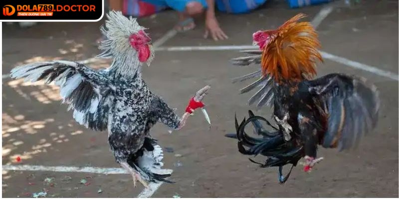 Đá gà cựa dao DOLA789 là sự kết hợp giữa truyền thống và công nghệ hiện đại