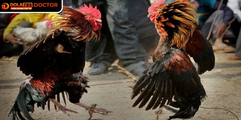 Kèo tổng điểm vòng đấu đòi hỏi phân tích liên tục trong suốt trận