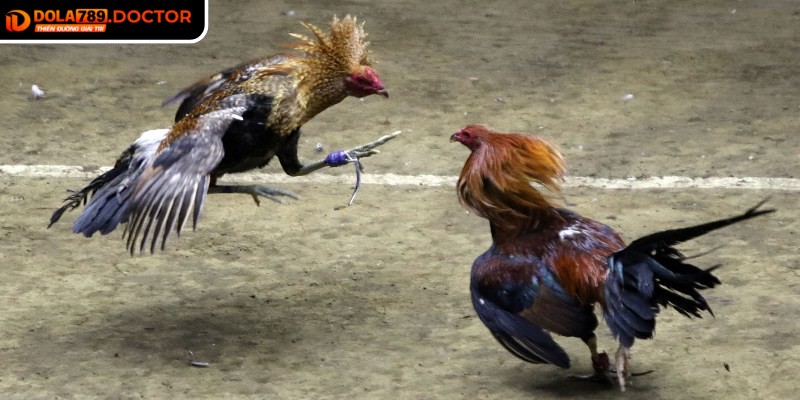 Tận dụng kèo phụ giúp tối ưu hóa lợi nhuận, tăng trải nghiệm kịch tính