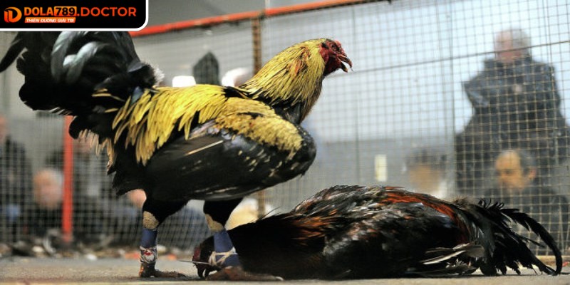 Đá gà cựa sắt DOLA789 đem lại sự tiện lợi, dễ tiếp cận