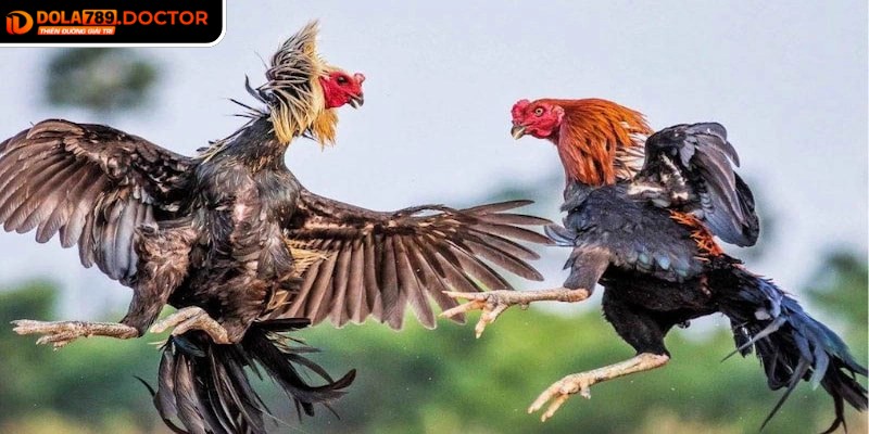 Đá gà Thomo DOLA789 tái hiện không khí kịch tính của sới gà truyền thống