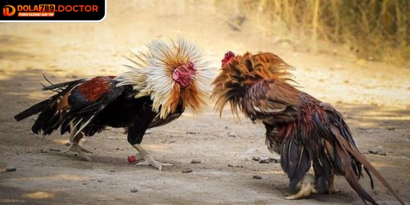  Thử nghiệm nhiều loại kèo khác nhau mang đến góc nhìn đa dạng