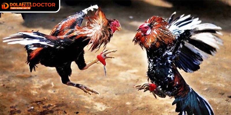 Thomo sử dụng thuật toán xử lý thông minh, đảm bảo kết quả minh bạch