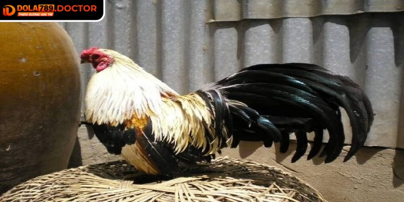 Thời điểm đặt cược hợp lý sẽ nâng cao cơ hội thắng