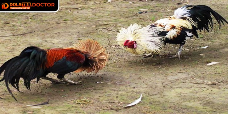 Tỷ lệ thưởng hợp lý kết hợp với nhiều mức cược giúp tối ưu hóa lợi nhuận