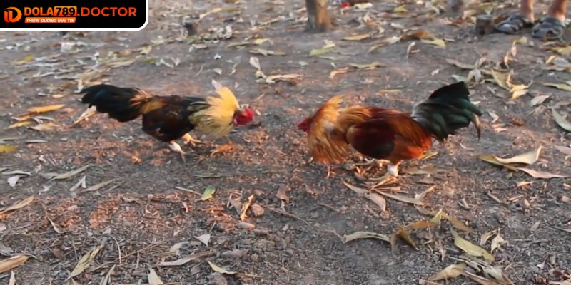 Đá gà tre DOLA789 mang lại trải nghiệm chân thực và sống động