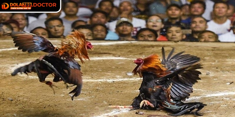 Đá gà trực tiếp DOLA789 mang đến sự tiện lợi tuyệt đối