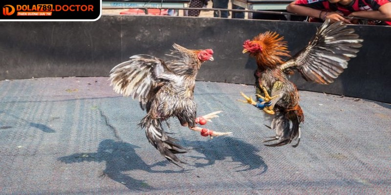 Tham gia cược đá gà tại DOLA789 đơn giản